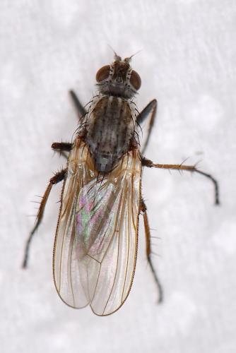 Réf. 334 991 : Fucellia sp.